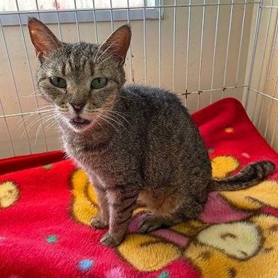 北九州市保健福祉局保健医療部動物愛護センターB25048