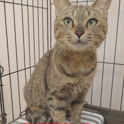 譲渡犬猫番号:J7012