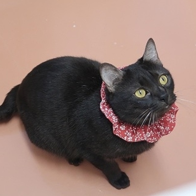 東部動物愛護管理センターc4837