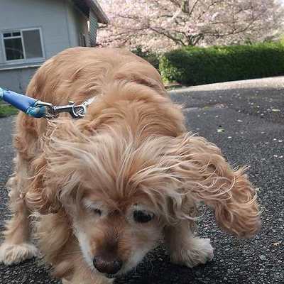 東部動物愛護管理センターd1838