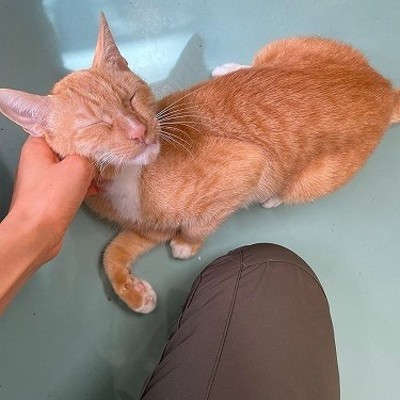 北九州市保健福祉局保健医療部動物愛護センターB25067