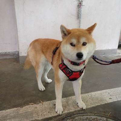 東部動物愛護管理センターd1848