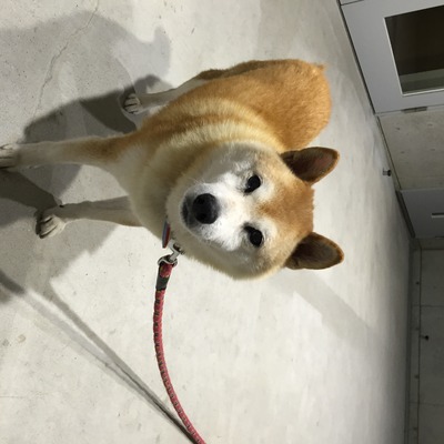 福岡県動物愛護センターNo.6311