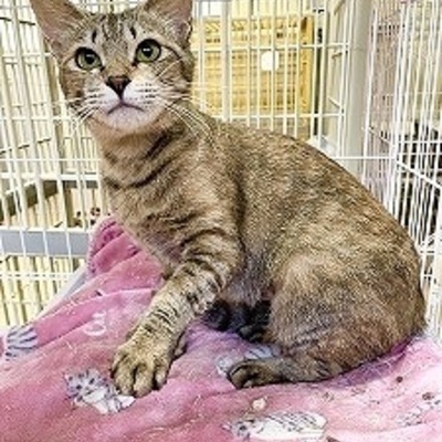 北九州市保健福祉局保健医療部動物愛護センターB26102