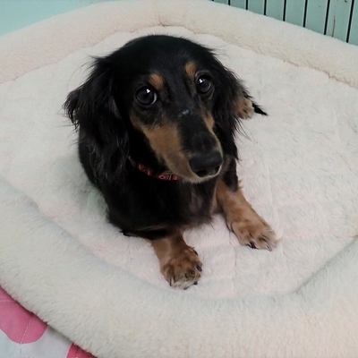 東部動物愛護管理センターd1851