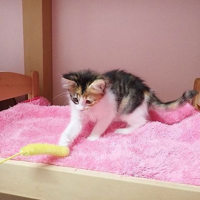 東部動物愛護管理センターc4874