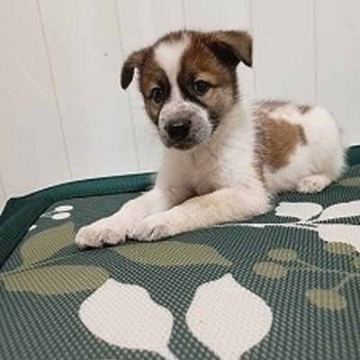 北九州市保健福祉局保健医療部動物愛護センターA26024
