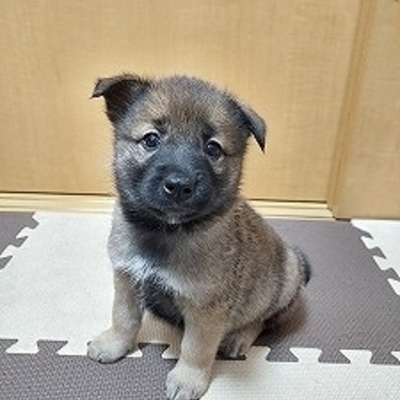 北九州市保健福祉局保健医療部動物愛護センターA26026