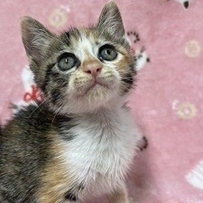 北九州市保健福祉局保健医療部動物愛護センターB26037
