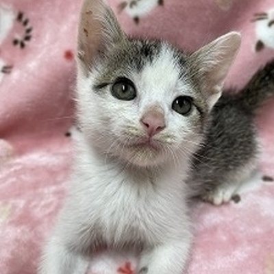 北九州市保健福祉局保健医療部動物愛護センターB26038