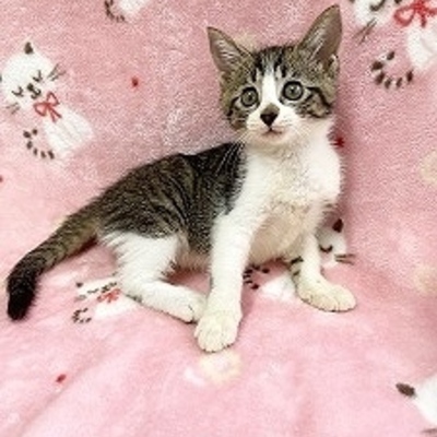 北九州市保健福祉局保健医療部動物愛護センターB26025