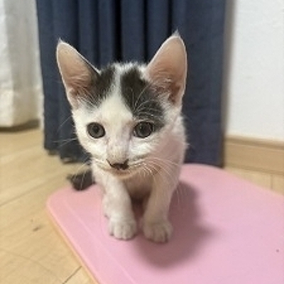 北九州市保健福祉局保健医療部動物愛護センターB26019