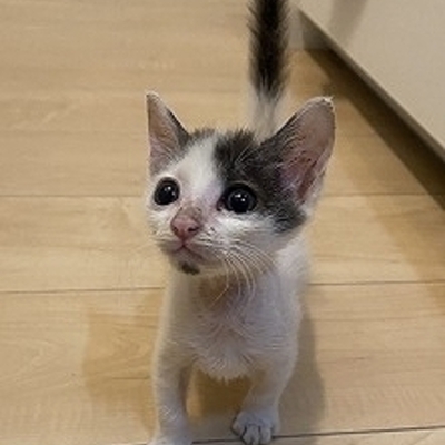 北九州市保健福祉局保健医療部動物愛護センターB26018