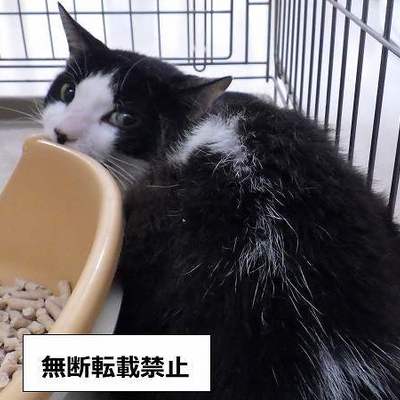 保護犬猫番号：8003