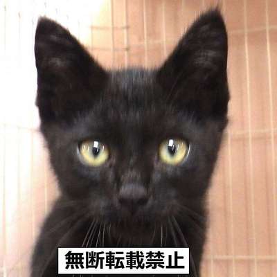 保護犬猫番号：8004