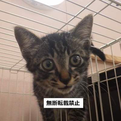 保護犬猫番号：8005
