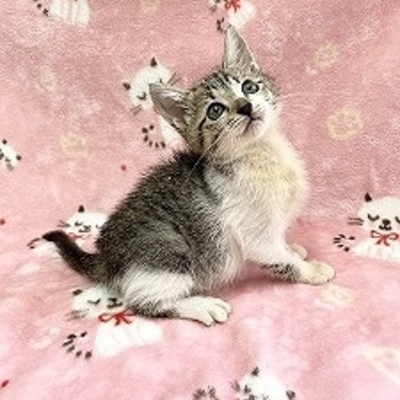 北九州市保健福祉局保健医療部動物愛護センターB26026