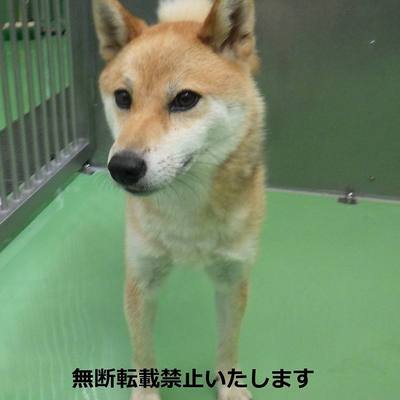 保護犬・猫番号：8007