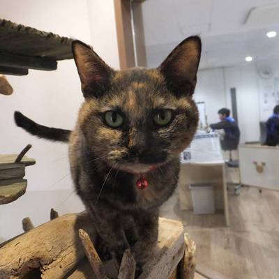 東部動物愛護管理センターc4852