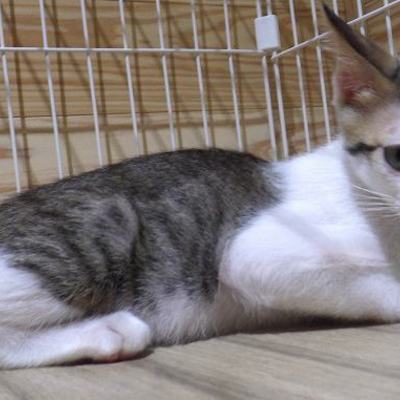 譲渡犬猫番号：J8005