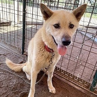 北九州市保健福祉局保健医療部動物愛護センターA26032