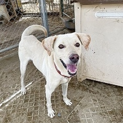 北九州市保健福祉局保健医療部動物愛護センターA26071