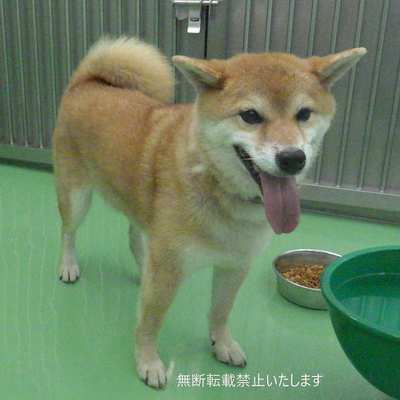 保護犬番号：8010