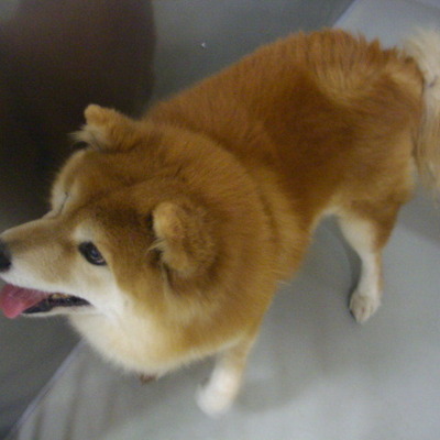 久留米市動物愛護センター27055