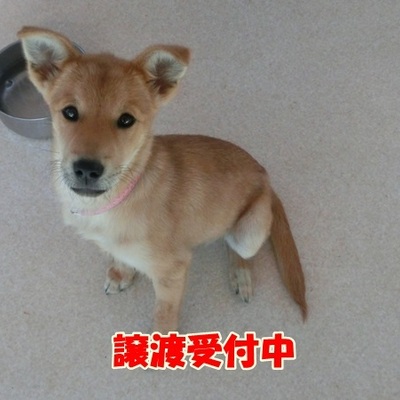 福岡県動物愛護センターNo.706