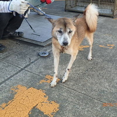 福岡県動物愛護センターNo.6341