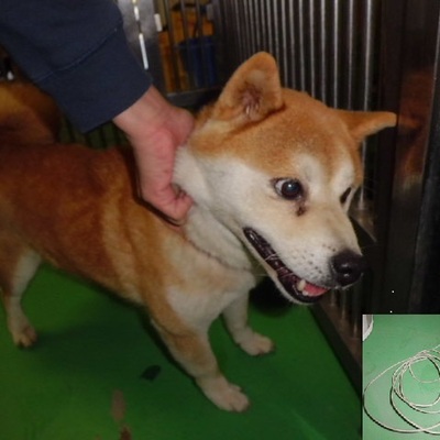 福岡県動物愛護センターNo.6343