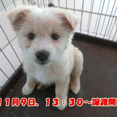 福岡県動物愛護センターNo.713