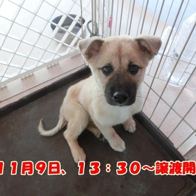 福岡県動物愛護センターNo.714