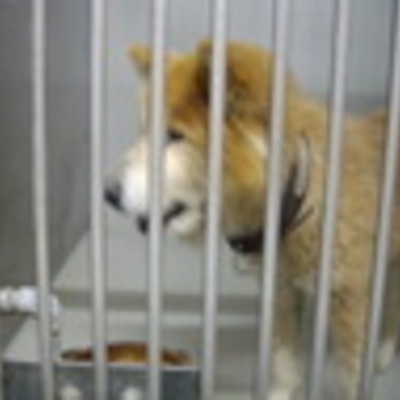 久留米市動物管理センター27056