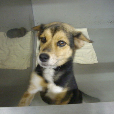 久留米市動物管理センター27057