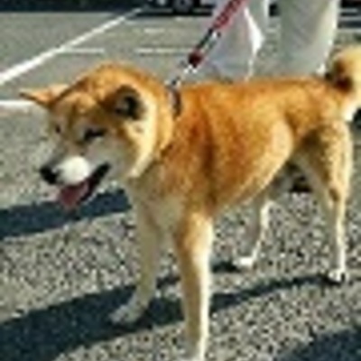 福岡県動物愛護センターNo.6355