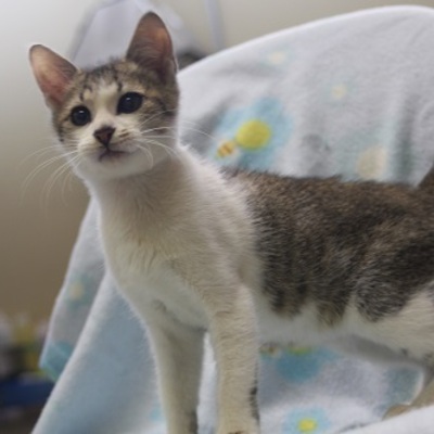 北九州市保健福祉局保健医療部動物愛護センターF15214