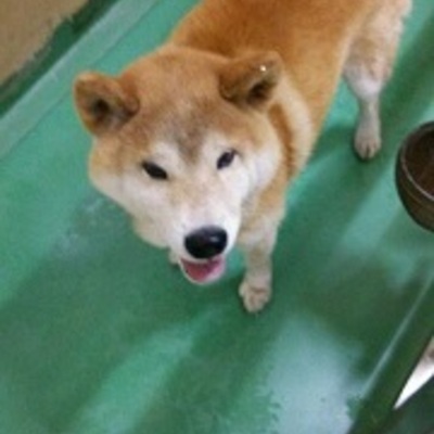 福岡県動物愛護センターNo.6360