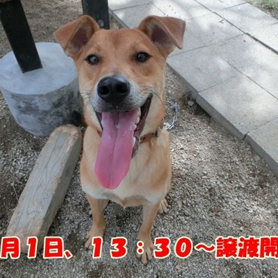 福岡県動物愛護センター　No 	492