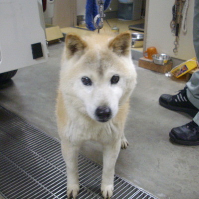 久留米市動物管理センター 27058    