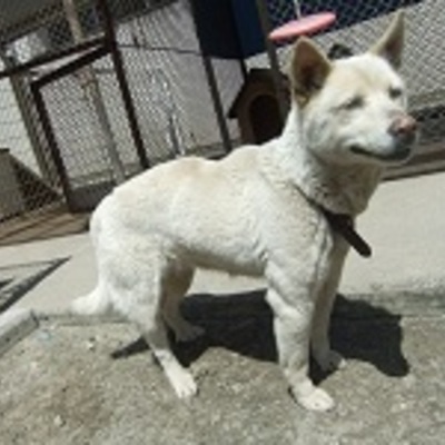 北九州市保健福祉局保健医療部動物愛護センターC15007