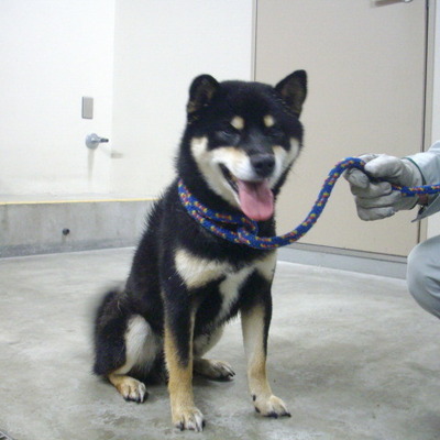 久留米市動物管理センター27059