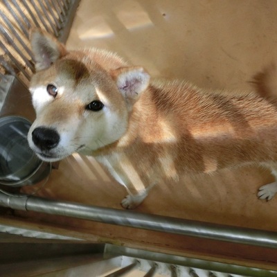 福岡県動物愛護センターNo.6379