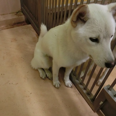 福岡県動物愛護センターNo.6385