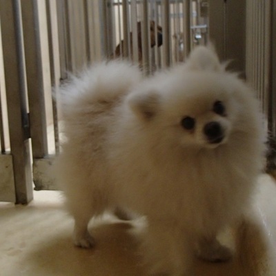 福岡県動物愛護センターNo.6389