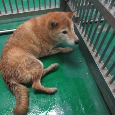 福岡県動物愛護センターNo.6392