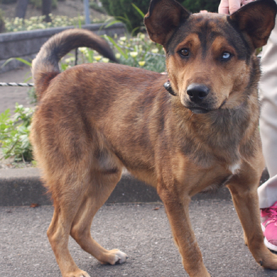 北九州市保健福祉局保健医療部動物愛護センター C15069   
