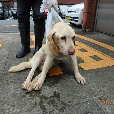 福岡県動物愛護センターNo.6407
