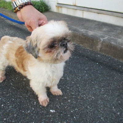 福岡県動物愛護センターNo.6415