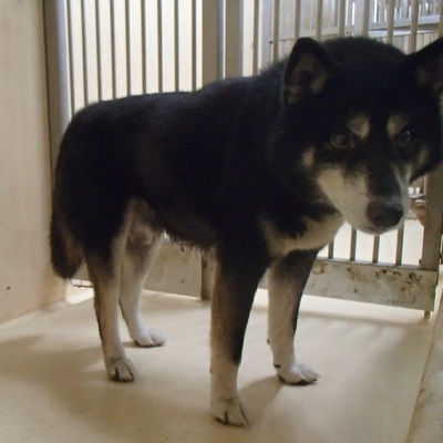 福岡県動物愛護センターNo.6420